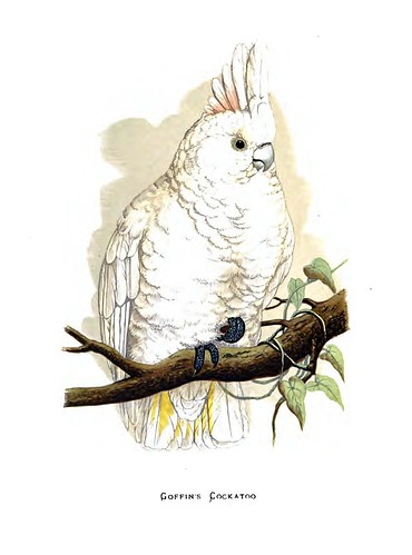 001-Parrots in captivity-1884- William Thomas Greene