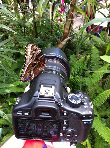 Butterfly on my camera