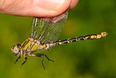 St. Croix Snaketail (Ophiogomphus susbehcha) On The Potomac
