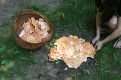 Cutting Chicken of the Woods Wild Mushrooms