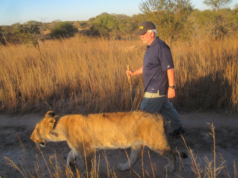 Lion Walking Zimbabwe Africa