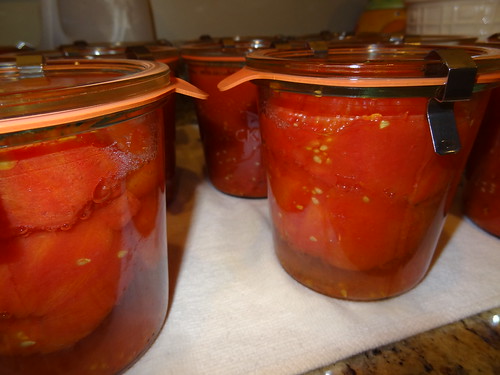 Canning Tomatoes July 2012 (7)