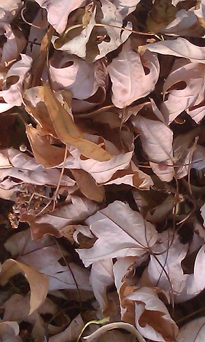 Dry Leaves Fallen from Dry Trees, July 2012