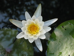 Pretty White Lotus Flower and Water Lilies 