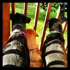 Lola, Sophie and Tut spotted a woodchuck! #dogs #deck #yard #critter #summer