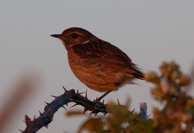 27610 - Stonechat at Sunset, Gower