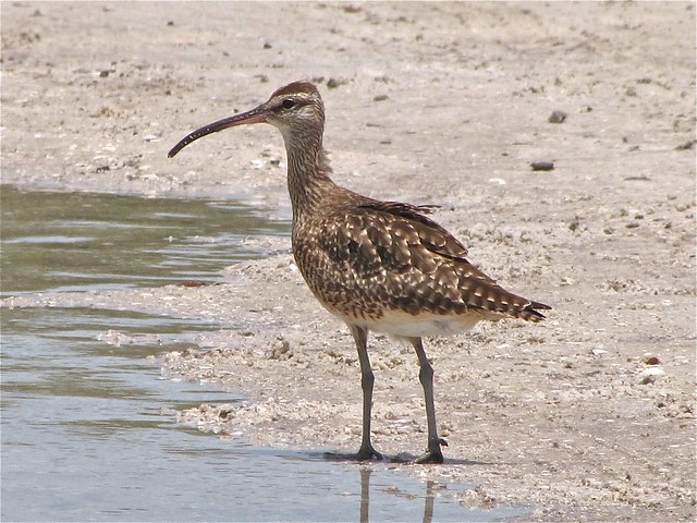 Whimbrel at the Sunshine Skyway Bridge North Rest Area in Pinellas County, FL 08