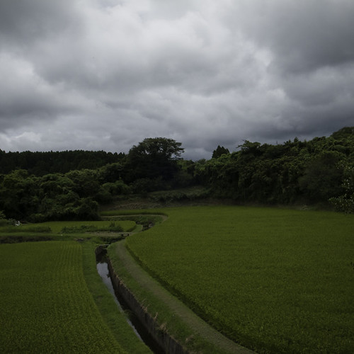 Rice Paddy with Twist, Yorokeikoku, Chiba, Japan