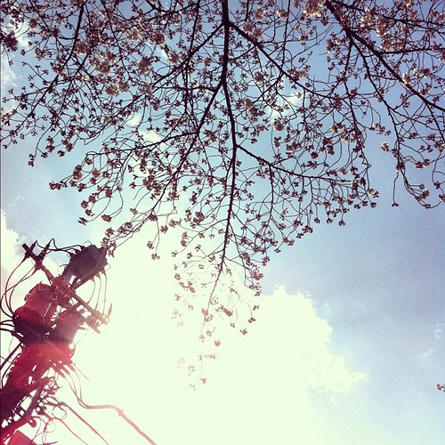 A calm #spring afternoon after the #storm in #Tokyo. #cherry #blossoms are out bathing in #sunlight.
