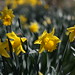 Daffodils - Closeup