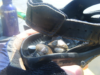 Shells in my Shoe