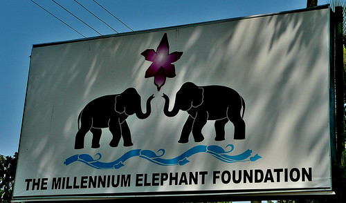 Millennium Elephant Foundation
