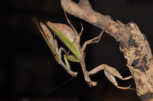 圖四：台灣姬螳螂的雄蟲爬到雌蟲身上，準備進行交尾。（王嘉靖攝影）