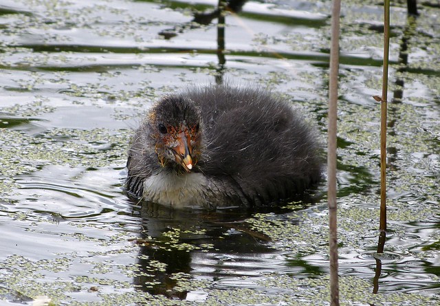 27493 - Coot Chick, WWT London