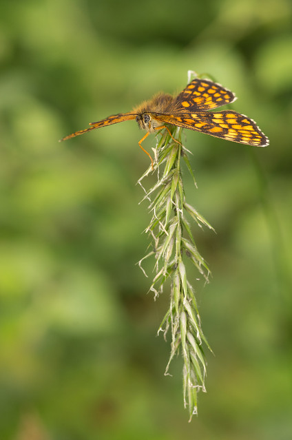 heath fritillary butterfly 2