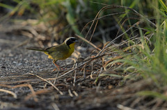 Yellow-throat_9544.jpg by Mully410 * Images