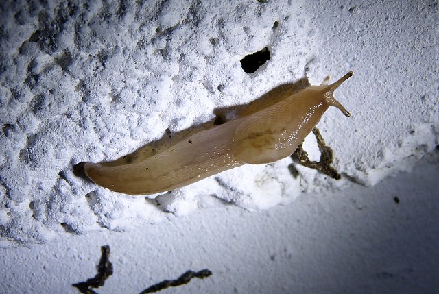 27588 - Unidentified Slug