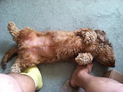 Dog asking for belly rubs