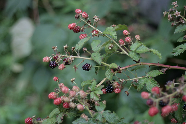 blackberries1
