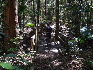 Rainforest - Kin Kin Creek