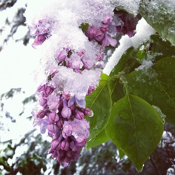 Snowy lilacs. This late storm took us all by surprise.