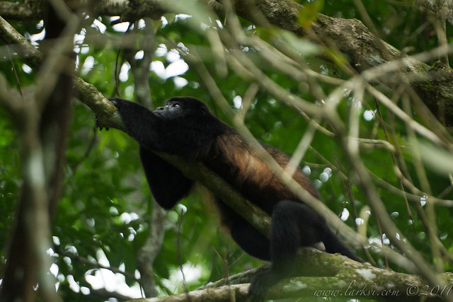 Howler Monkey, near the Rio Frio, Costa Rica, 2012