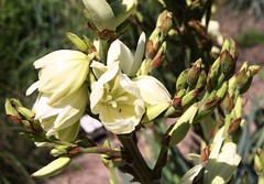Yucca - Palmlilie