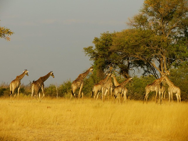 moremi game reserve in botswana africa