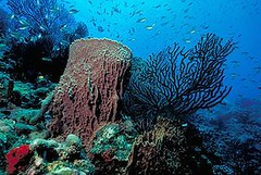 加勒比海島國聖露西亞海域的珊瑚礁(Photo © Chuck Savall / Marine Photobank)