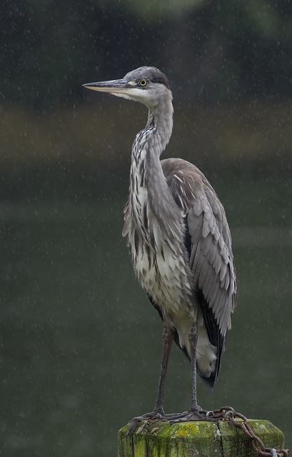 Grey heron in the rain 3