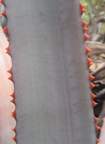 Aloe sp. Muidumbe - leaf detail 2 by tonrulkens