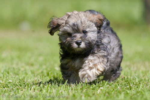 Havanese Puppy of 10 weeks likes to run!