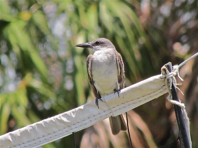 Gray Kingbird at Honeymoon Island State Park in Pinellas County, FL 07