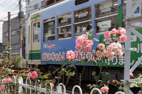 都電荒川線フォトウォーク - Toei Streetcar (Toden) Arakawa Line