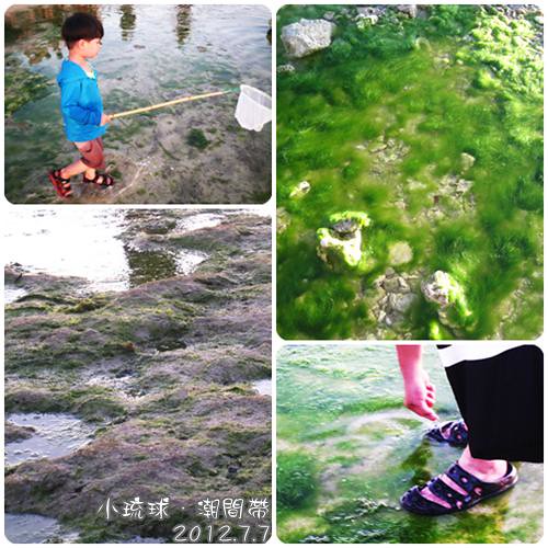 120707-潮間帶藻類