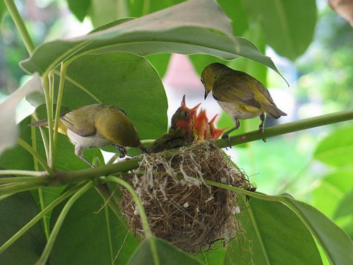 一隻親鳥餵食_另一隻持續整頓著巢的結構