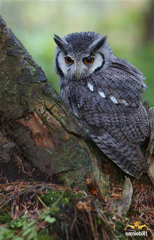 African Scops owl by sarniebill1