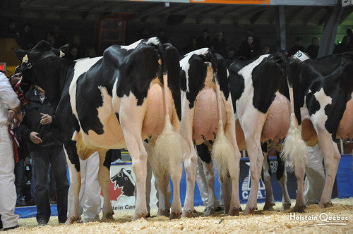 Milking yearling class