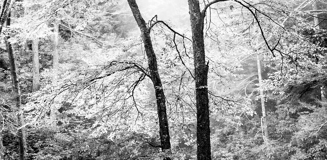 Sun and Leaves (faux
infrared)