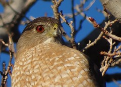 Vigilant Cooper's hawk in Altura Park