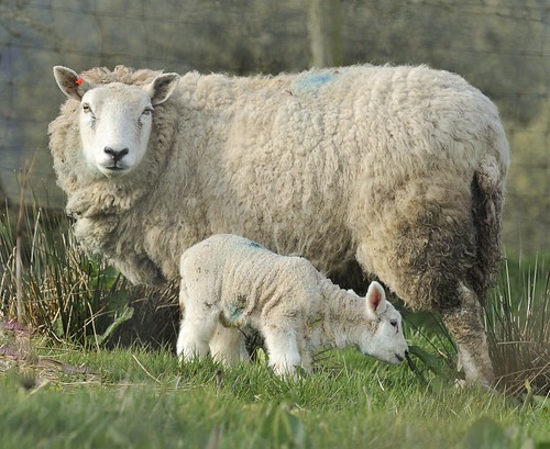 Mum and Lamb by Andy Pritchard - Barrowford