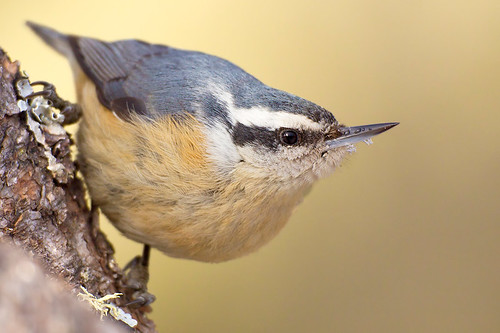 Red-breasted Nuthatch by Jeff Dyck