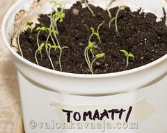 Tomaatin kasvatus
