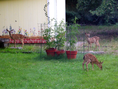 fawns and tomates on lawn