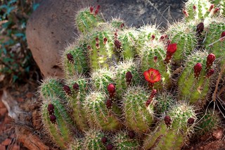 cactus fleuri