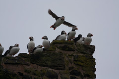 Puffins and other birds on the Farne Islands