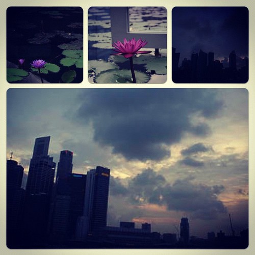 MBS set#sky #sunset #skyporn #singapore #flower #flowerporn