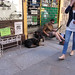 Dogs Of Bologna Italy 53