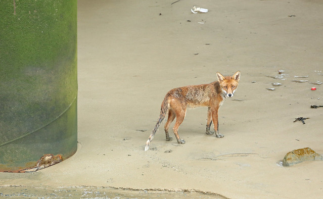 Fox on the foreshore
