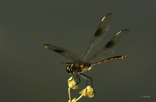 Lake Istokpoga - Dragon Fly